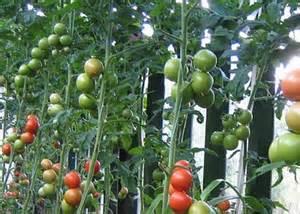 12. Studiebesök hos Warberg tomat Mycket mer än bara tomater. Vi vill odla för vår närmarknad och så långt möjligt utan att använda kemiska bekämpningsmedel.