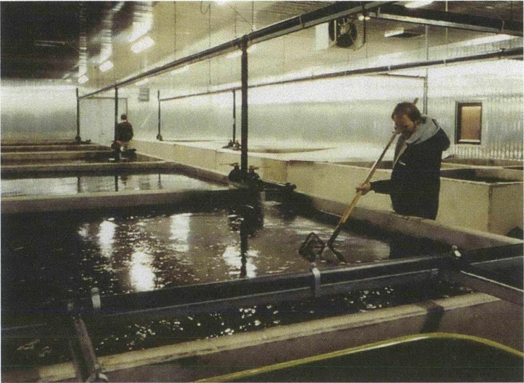 Saltvikens Fiskodling vid Barsebäcksverket invigdes 1983. Utomhus odlades laxfisk och ål, inomhus jätteräkor. Här fanns också kräftdammar. Kärnkraftverkets spillvärme värmde fiskodlingens vatten.