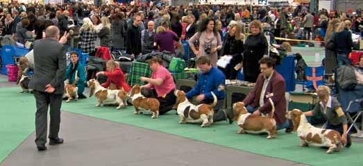 Vad händer egentligen i utställningsringen? För en utomstående betraktare tycks det som händer i en hundutställningsring helt obegripligt! Här kommer en kortfattad förklaring. INGEN SKÖNHETSTÄVLING!