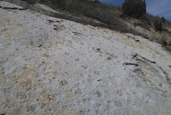 Vi hann bara gå ur bilarna så kom där en skådare som berättade var vi skulle kolla efter Whitetailed Ptarmigan.