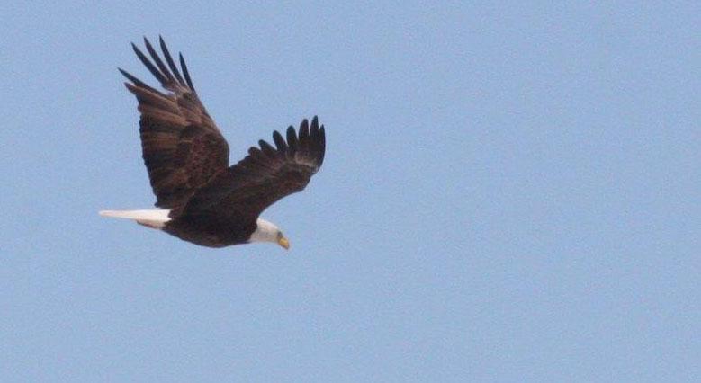 34 Horned Grebe Podiceps auritus cornutus (Svarthakedopping) 2 Thurston Reservoir 7.4 35 Black-necked Grebe Podiceps nigricollis californicus (Svarthalsad dopping) 1 Lamar 4.4, 1 Fort Lyon Marshes 4.