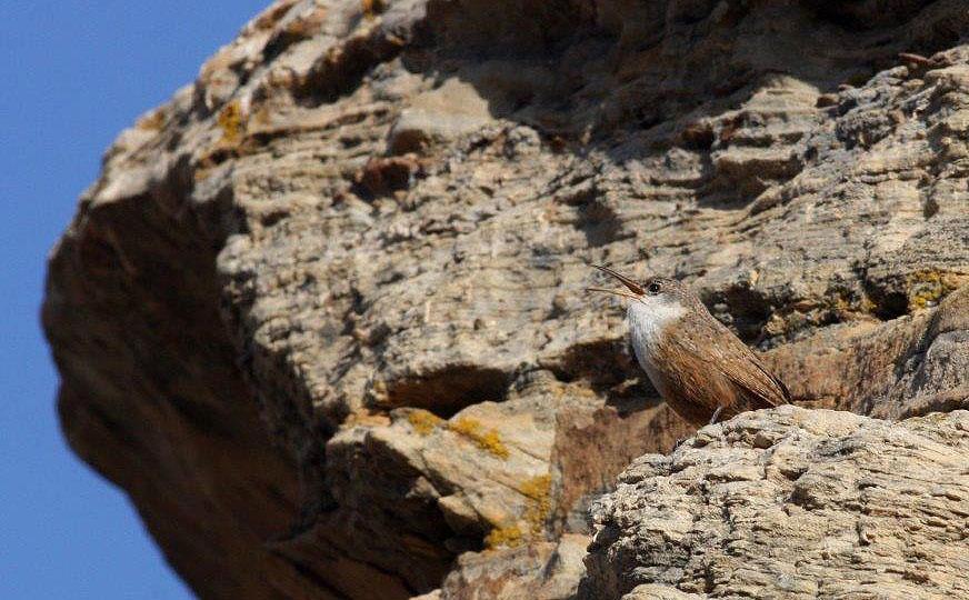 85 Northern Raven Corvus corax sinuatus (Korp) 1 Las Animas CR10 7.4, 1 längs vägen 8.4, 10 Walden 9.4, 15 Colorado National Monument 12.4, 5 Black Canyon of the Gunnison NP 12.4 och 3 längs vägen 10.