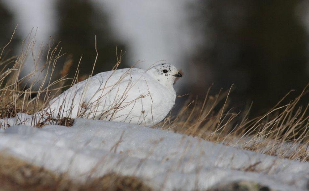 White-tailed Ptarmigan.