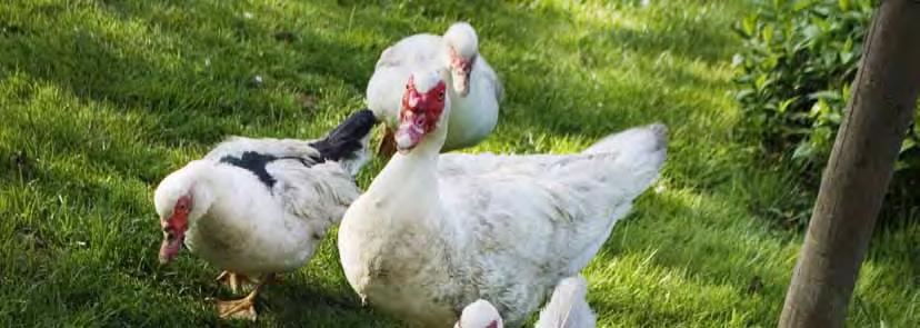 GRIS Gäss, ankor och kalkon Konsumtionen av fågel har fördubblats i Sverige de senaste åren, den största ökningen står kyckling för men gäss, ankor och kalkon har också blivit mer populära.