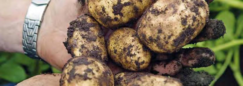 GRIS Potatis 95 procent av den potatis vi äter i Sverige är svensk. Konsumtionen är stabil och den ökning som skett de senaste åren har varit av processad råvara.