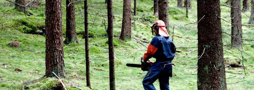 GRIS Skogsbruk 2013 blev året då den internationella efterfrågan på sågade trävaror och massa återhämtade sig efter prisfallen under 2011.