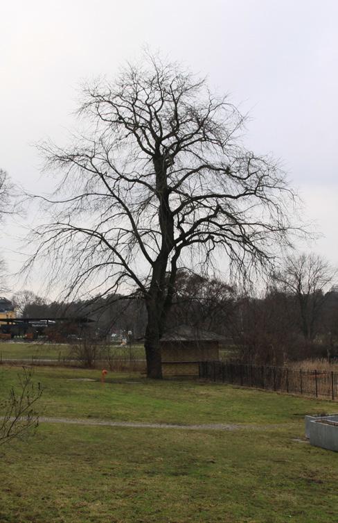 Träd skyddsinhägnas innan nybyggnation påbörjas. Träd, speciell hänsyn vidtas 17-21. Tilia cordata, skogslind. Diam i brösthöjd 50-60 cm.