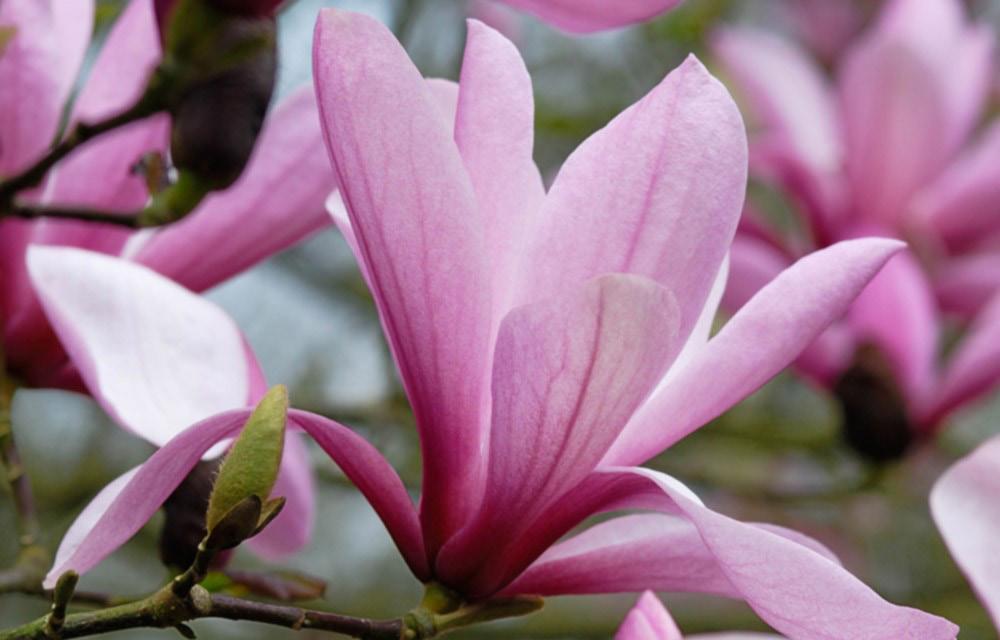 Magnolia galaxy, Rosenmagnolia Klimatzonerna i kommunen varierar mellan zon 3-4 beroende på vilken tätort det gäller.