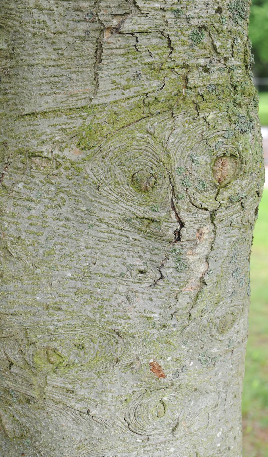 Gamla träd hyser en mycket större biologisk mångfald i form av insekter, lavar, med mera, än vad unga och helt nyplanterade träd gör.