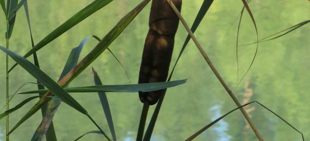 Zaloga