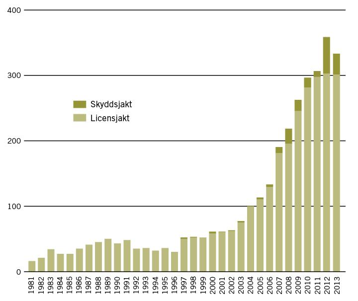 Figur 4. Antal fällda björnar under licensjakt och skyddsjakt 1981-2013. Källa: Statens Veterinärmedicinska Anstalt (SVA).