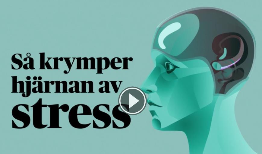 Hälsa & lärande går hand i hand Långvarig stress krymper vår hjärna. Stress påverkar inlärning, analysförmågan och minnet.