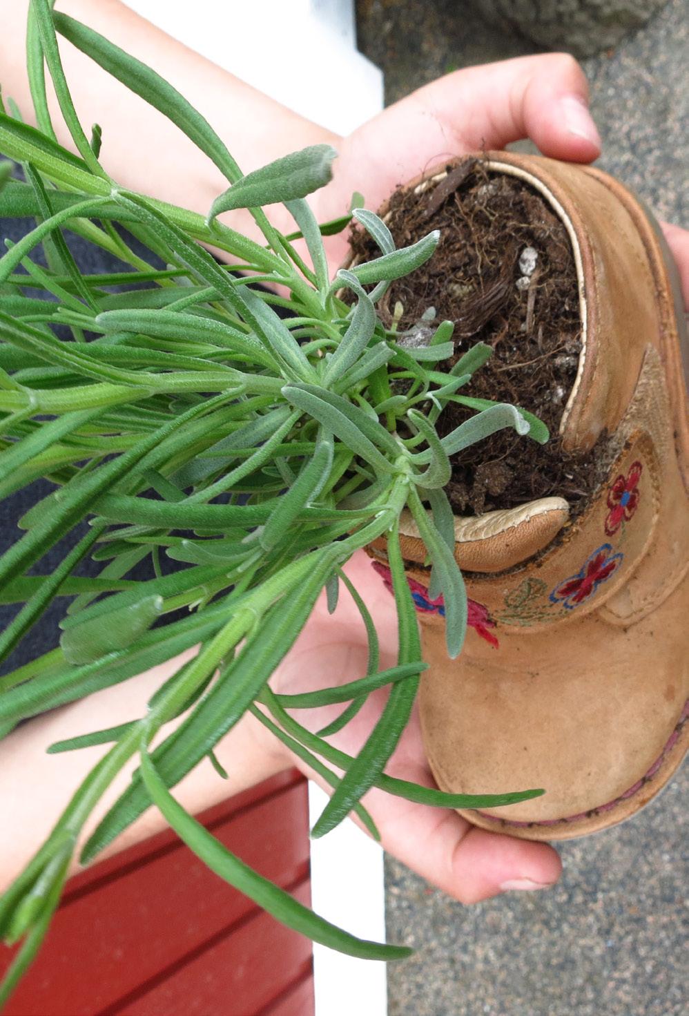 ODLARE: Badrex En dag ville jag plantera något. Då gick jag och min mamma till Lidl för att köpa frön. I början visste jag inte alls vad det var för frön vi köpte.