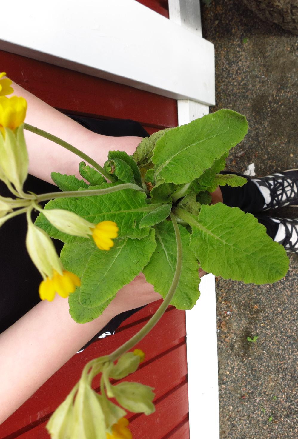 ODLARE: Filip En dag var pappa ute och handlade och så köpte han 30 plastkrukor. Jag frågade varför? Han sa att vi ska plantera. Nästa dag köpte min pappa en påse jord.