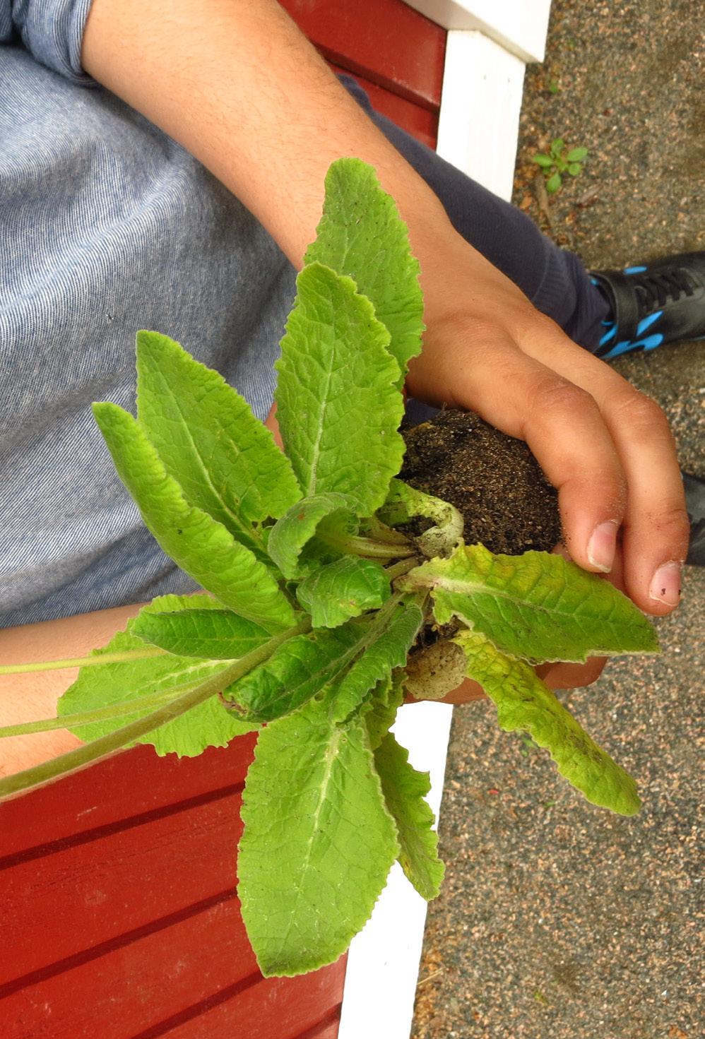 ODLARE: Ashkan Första gången jag odlade var när jag var 6 år gammal. Det var i Iran hemma hos min mormor. Det var i hennes trädgård. Vi planterade blommor och jordgubbar.