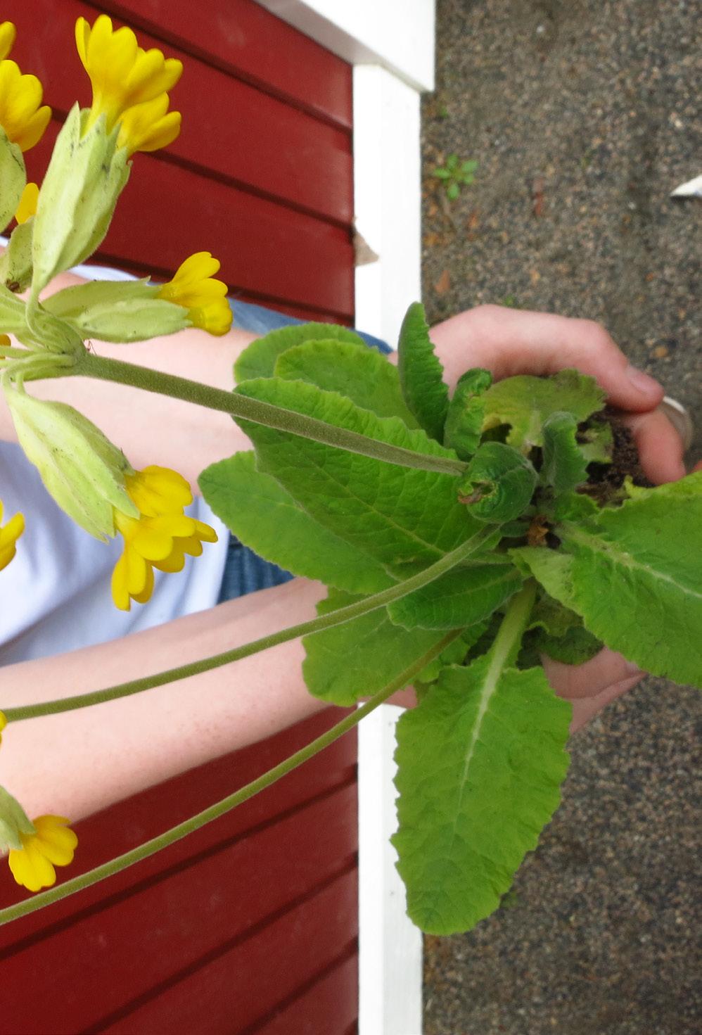 ODLARE: Emil Jag skulle hjälpa min pappa att plantera morötter, jordgubbar, hallon och rabarber hemma hos oss. Vi vattnade och väntade i tre månader.