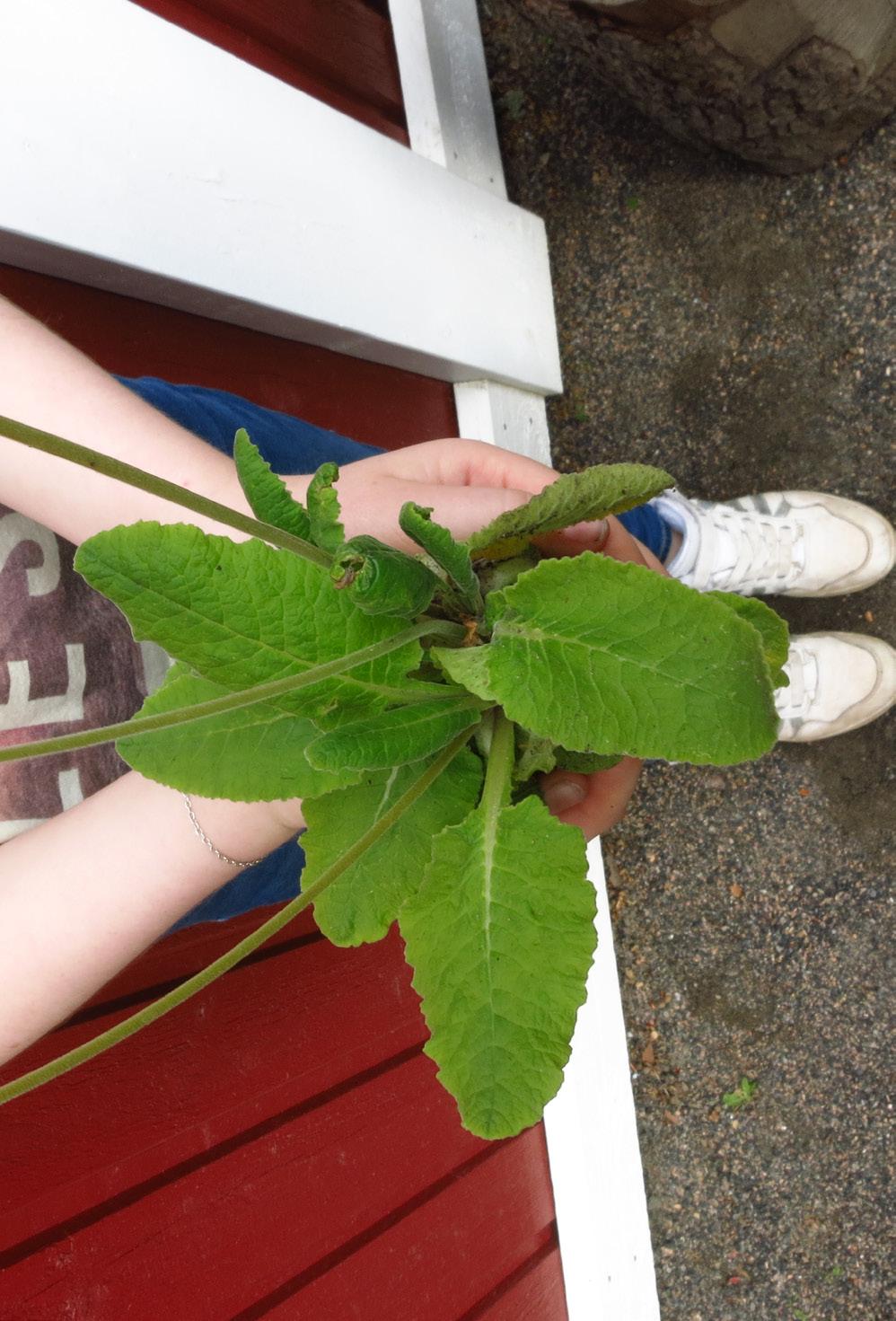 ODLARE: Mali Jag har planterat rabarber. När min familj planterade rabarberna så tog det ett tag för att de skulle växa helt och hållet, de växer än idag.