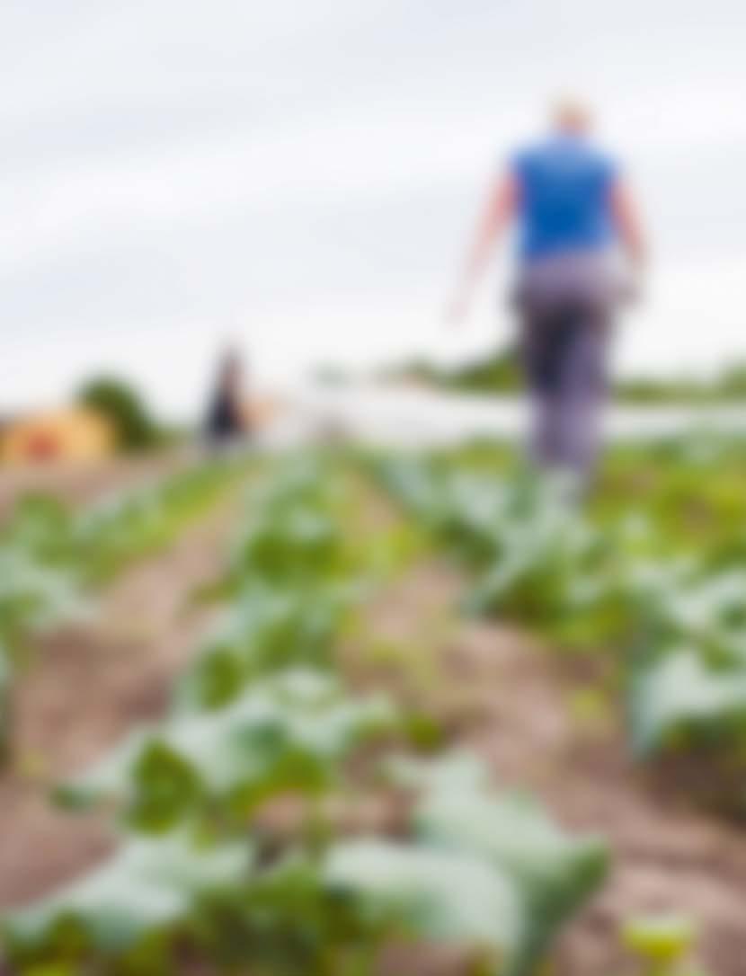 20 Odling och Gastronomi Upplev känslan från det att du trycker plantan i jorden, till doften av den färdiga primören som fräser i smöret. Programplan Gymnasiegemensamma ämnen...600 Engelska 5.