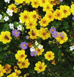 BIO SORTIMENT BLOMSTER- KRYDD- OCH GRÖNSAKSPLANTOR SW Horto kan erbjuda ett brett och attraktivt BIO-plant sortiment av både sommarblommor, kryddor och grönsaker.