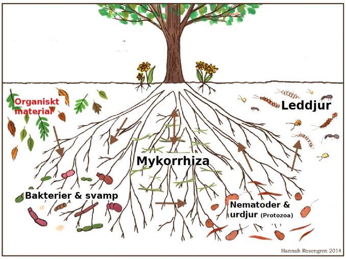 Mykorrhiza