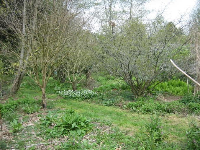 Agroforestry Research Trust 20 year old forest garden trial site.