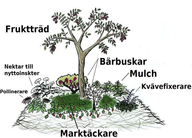 ...a perennial polyculture of multipurpose plants En trädgård som är designad med ett ungt