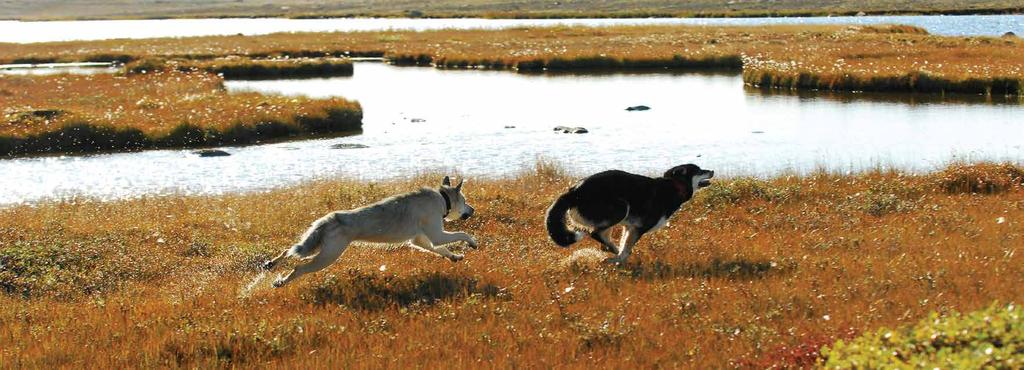 MIKA OCH NANOOK VID RANKIN SUNDET, NUNAVUT BIOLOGISKT KORREKT REGEL NR.2 SÅ SÄGER EXPERTERNA OM KOLHYDRATER BIOLOGISKT KORREKT REGEL NR.