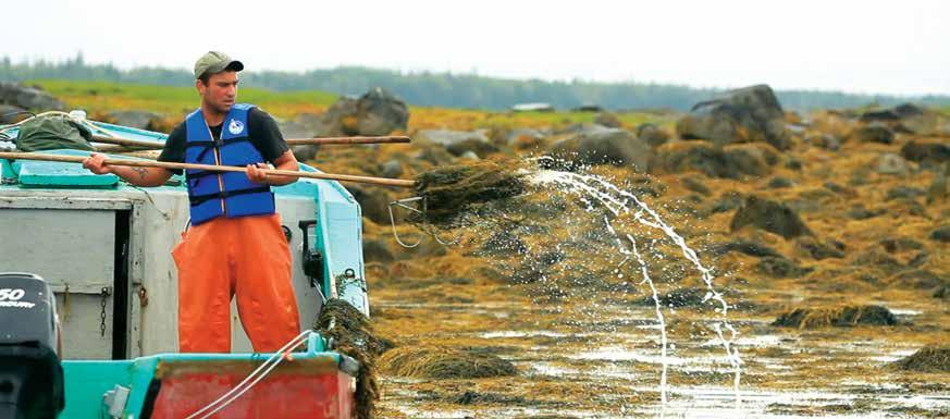 De soldränkta fruktträdgårdarna som MICHAEL DOUCHETTE FRÅN ACADIAN SEAPLANTS PÅ WILSON ISLAND, NOVA SCOTIA ÄR VÅR LEVERANTÖR AV HANDSKÖRDAD KELP BIOLOGISKT KORREKT REGEL NR.