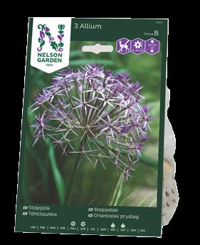 ALLIUM GLADIATOR 49 KR ORD.