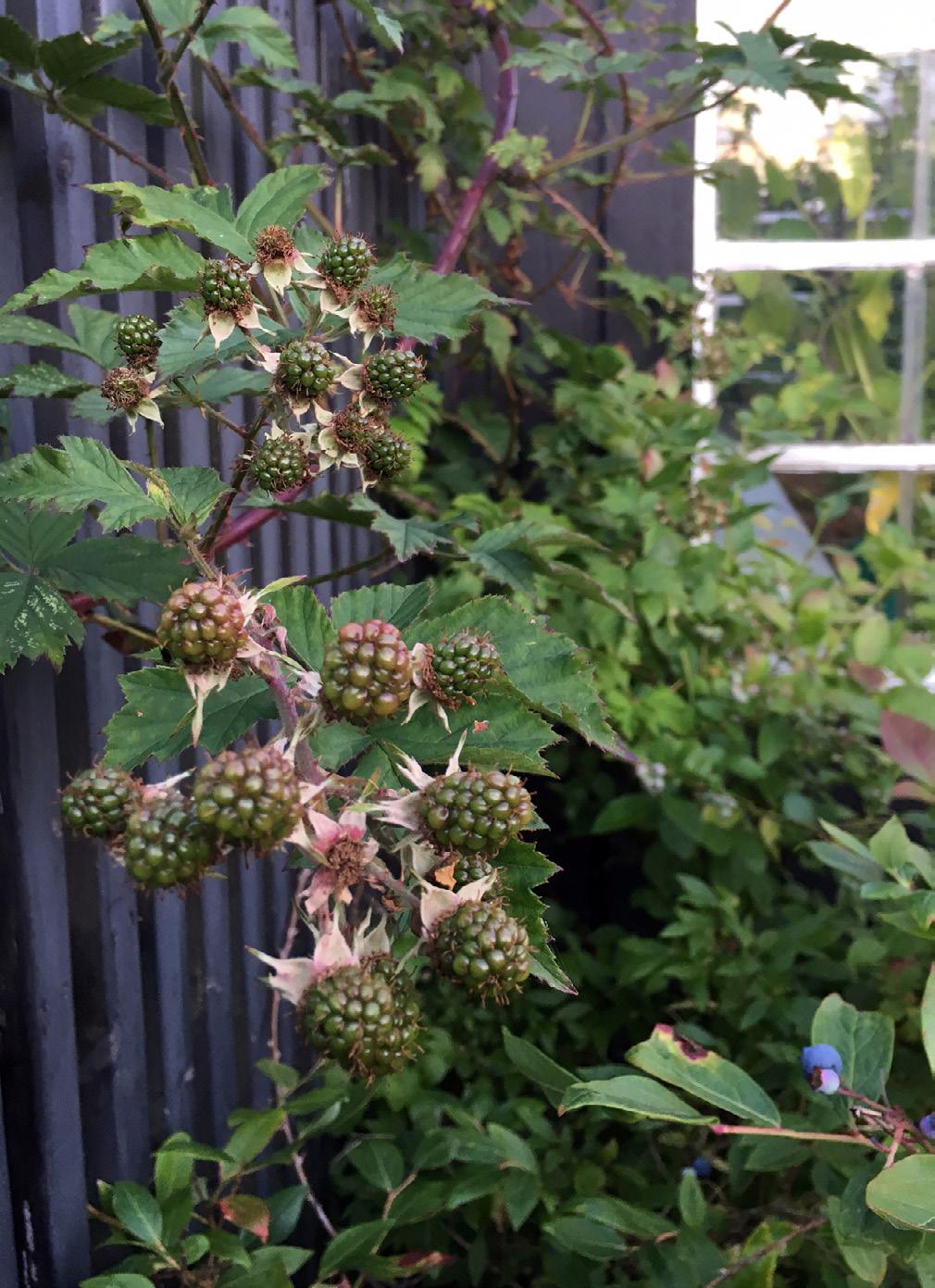 SUPERBÄR Blåbär har fått epitetet superbär på grund av att det innehåller så många bra ämnen. Framförallt är de fulla av antioxidanter som skyddar våra celler.