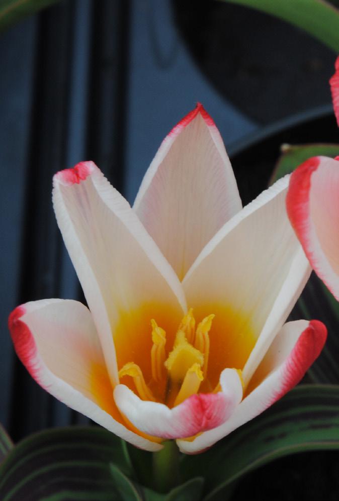 vår ska se ut! Kanske en färgsprakande mix av tulpaner, krokus, allium, narcisser och klockliljor. Eller en stilren vår med blommor i en nyans eller kanske endast en sort.