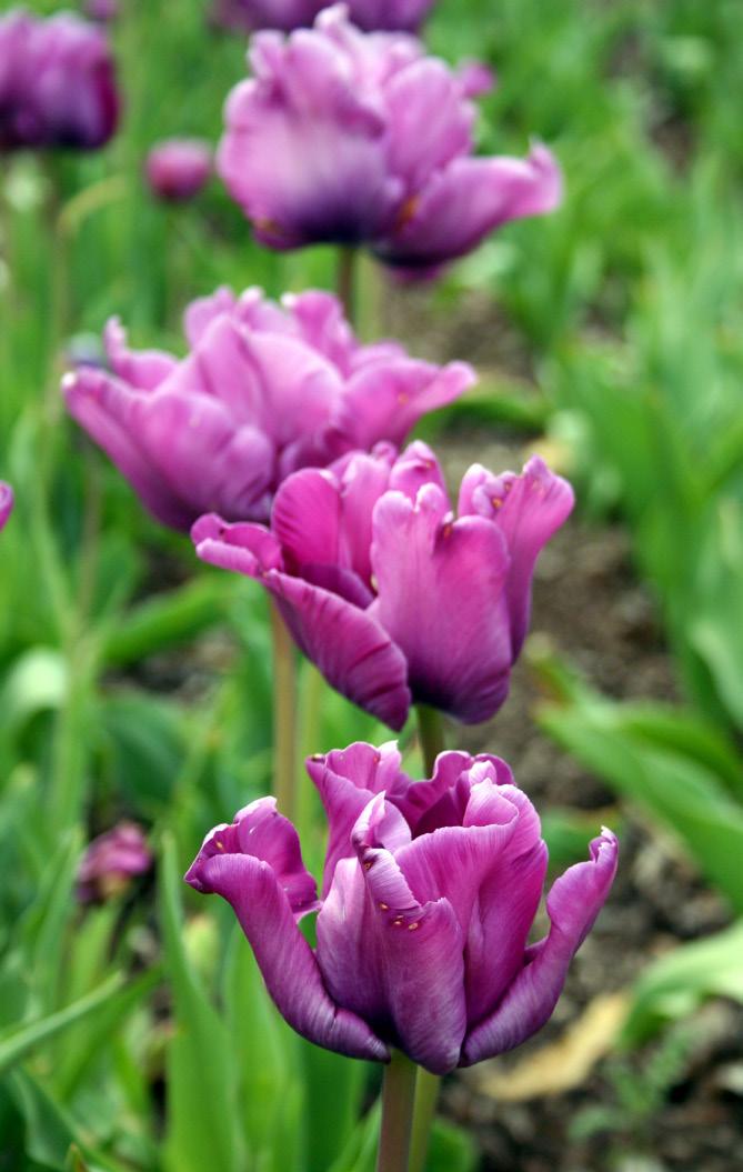 Lycka till med din plantering och varmt välkommen in i butiken och botanisera i vårt utbud! Från toppen höger och neråt mot vänster: allium gladiator, hearts delight, purple tower, allium christophii.