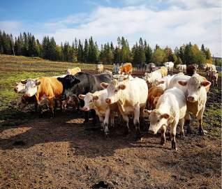 Ett fyrtiotal personer hade kommit för att bevittna dom