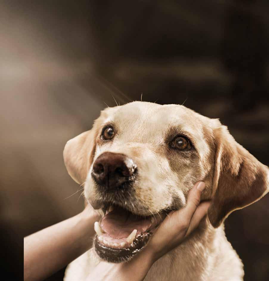 -nagot du bade ger och far En mage i balans är en förutsättning för att din hund ska trivas och må bra och den bästa grunden för en glad mage är ett smakligt och välbalanserat foder.