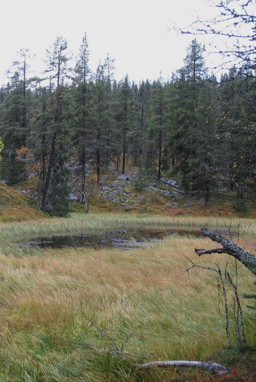 Utgångspunkter Boliden vill ta ansvar för den påverkan som utvidgningen av sandmagasinet medför i form av habitatförlust och för rödlistade arter.