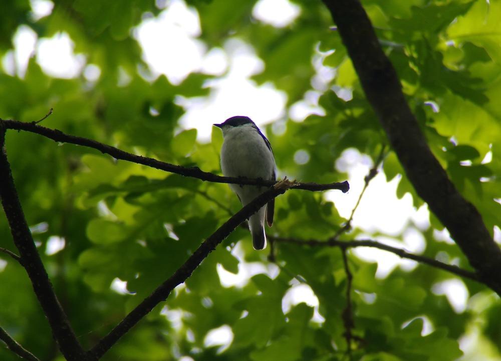 127.Rödhake (Erithacus rubecula) 10 ex allmän längs vägen till Stepantsminda 27/4 och 1 ex i bokskogen S om Ananuri 30/4. 128.