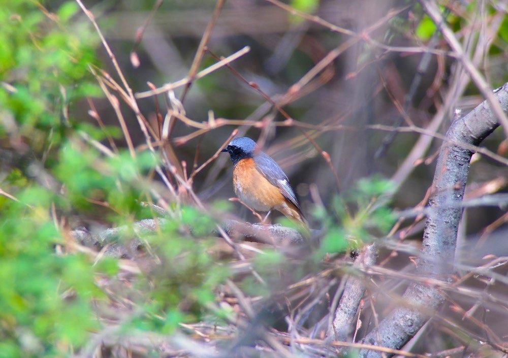 130.Mindre flugsnappare (Ficedula parva) Tämligen allmän på lägre höjd i rätt biotop. 131.Balkanflugsnappare (Ficedula semitorquata) 1 par bokskogen S om Ananuri 30/4 och 1 hane Manavi 2/5.