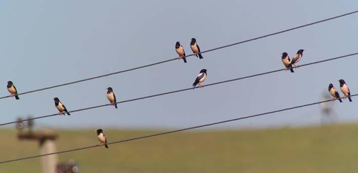 145.Taltrast (Turdus philomelos) 2 ex längs vägen till Stepantsminda 27/4, 1 sj bokskogen S om Ananuri 30/4 och 1 sj Manavi 2/5. 146.