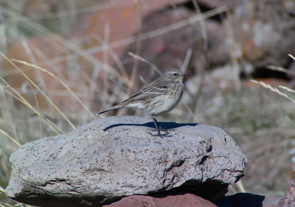 155.Fältpiplärka (Anthus campestris campestris) 20 ex Chachuna 1/5 och 8-10 ex ängs vägen till David Gareji 3/5. 156.Trädpiplärka (Anthus trivialis trivialis) 1 ex Stepantsminda 29/4. 157.