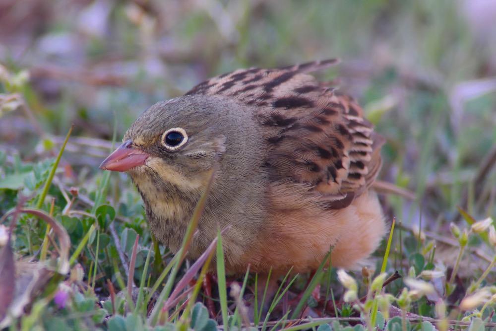 Gulsparv (Emberiza citrinella) 1 ex Stepantsminda 28/4. 160.Klippsparv (Emberiza cia) Sedd samtliga dagar utom en med enstaka ex. Flest såg vid Dalgång WNW Stepantsminda med ca 10 ex 29/4. 161.