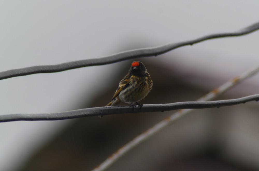 Grönfink (Carduelis chloris turkestanica) Noterad i mindre antal lite här och var. 170.