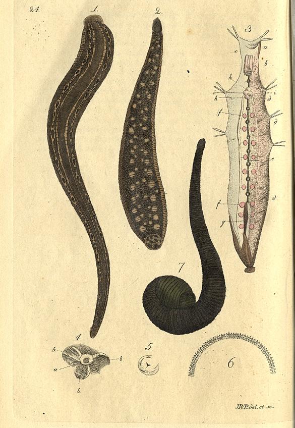 META 2017 Harvesting wild leeches Four taxa of medicinal leeches are known from Eurasia.
