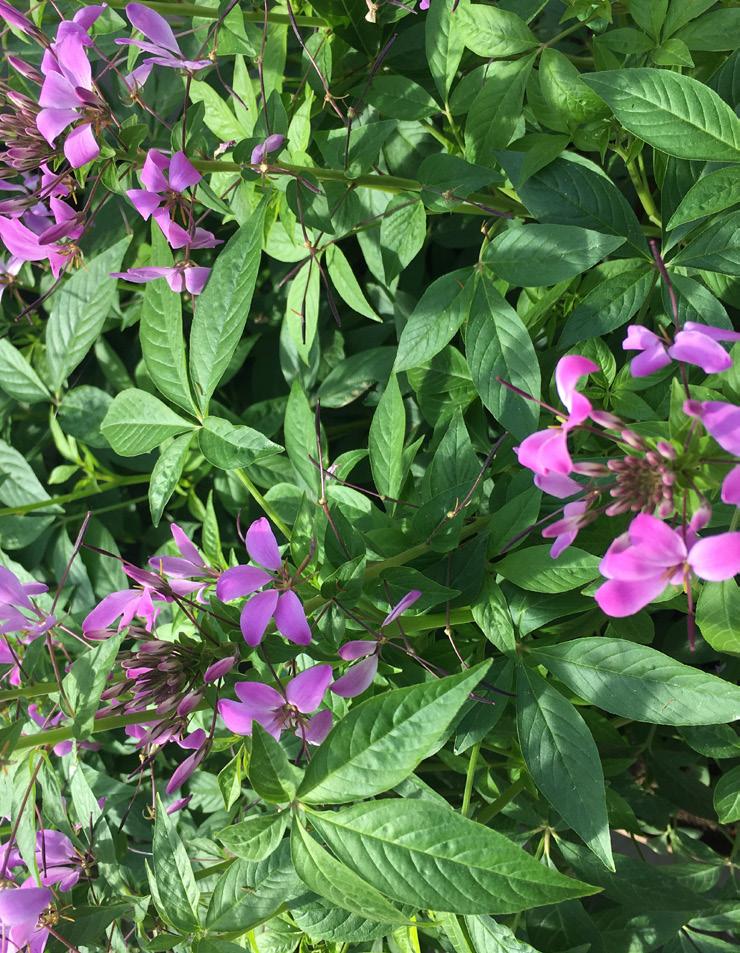 Exempel på sorter sommar ntirrhinum Ribbon Light Pink lejongap, rosa (50-60) leome Seniorita arolina paradisblomster, rosa (60) oreopsis