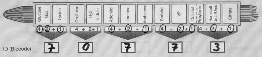 produktion av syra indikeras med en färgändring i mediets indikator från rött (alkaliskt) till gult (surt).