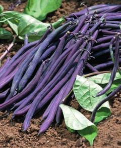 Grönsaker bönor Bondböna Bondböna (Vicia faba L. (partim).