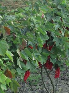 Följande sorter finns: Orleans, Beauregard, Evangelina och Indosweet. Är Du intresserad av plantor, kontakta oss! PEPPARROT Pepparrot är en flerårig ört med långa blad.