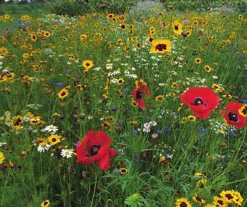 landscaping Olssons pasteller Olssons regnbåge med solstänk Färdiga blomsterfröblandningar Färdiga ettåriga blomsterblandningar Varför sommarblomsblandning?