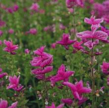 landscaping vinda med flera. Får man inte bukt med rotogräsen genom upprepade harvningar återstår att gräva bort jorden med rotogräs.