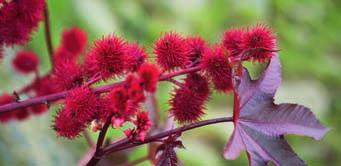 blommor utplantering & snitt Phaseolus coccineus ROSENBÖNA Ettårig. 1g är 1 frö. Måste bindas upp.