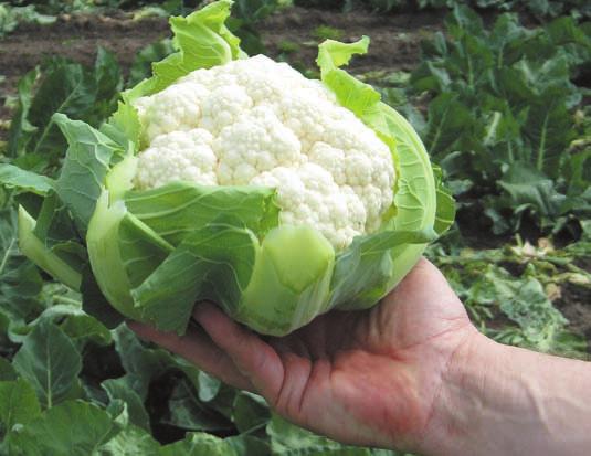 Grönsaker kål Blomkål Blomkål (Brassica oleracea L.